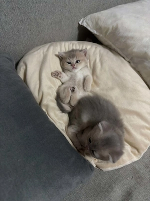 British shorthair Chinchilla Silver 