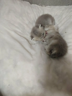 British shorthair Chinchilla Silver  - imagine 3