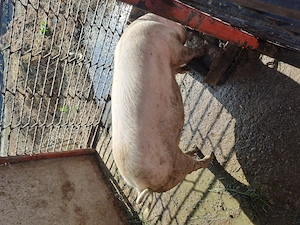 Porc de vanzare pt sacrificat 