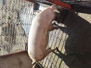 Porc de vanzare pt sacrificat  - imagine 2