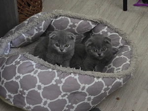 Pisicute Scottish Fold isi cauta familie iubitoare