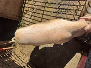 Porc de vanzare pt sacrificat  - imagine 4