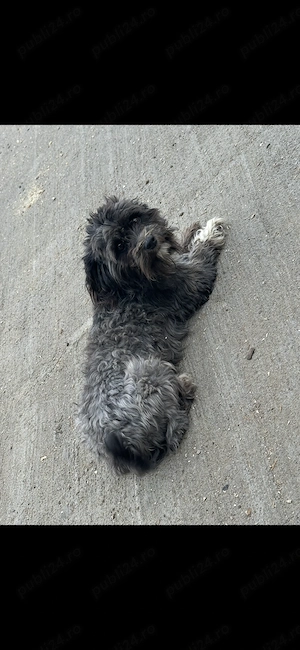 Vând bichon adult 