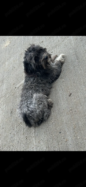 Vând bichon adult  - imagine 2