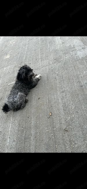 Vând bichon adult  - imagine 3