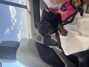 Vând pui rottwailer, 2 luni jumatate, vaccinați și deparazitați 