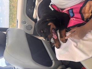 Vând pui rottwailer, 2 luni jumatate, vaccinați și deparazitați  - imagine 2