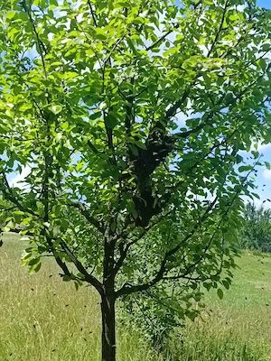 Vând albine si faguri de ceara