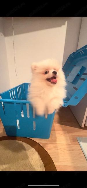 Cățel Pomeranian talie mică  - imagine 2