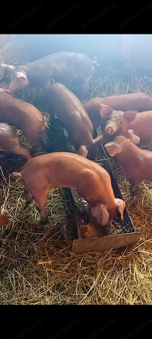 Vând   2 purcele Duroc înțărcate - imagine 4