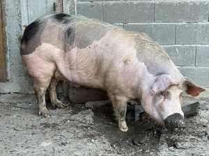 Porc de vanzare - imagine 3