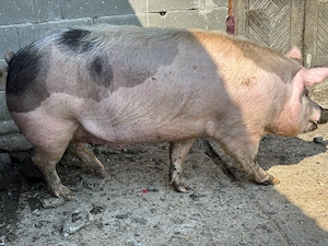 Porc de vanzare - imagine 2