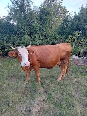 Vînd vacă gestantă.
