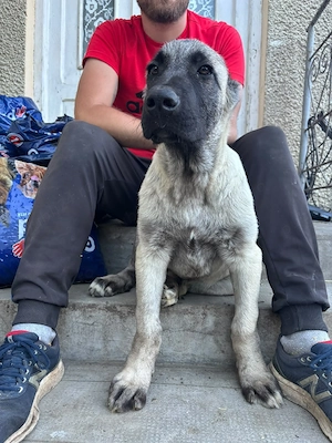 Kangal 3.5 luni  - imagine 2