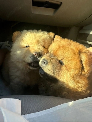 Chow Chow femela  - imagine 2