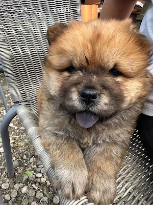 Chow Chow femela  - imagine 4