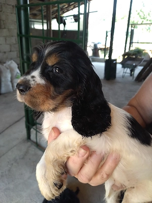 coker spaniel  - imagine 4