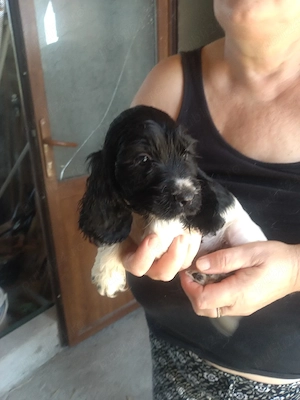 coker spaniel  - imagine 5