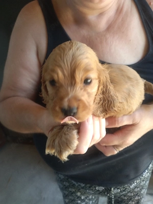 coker spaniel 