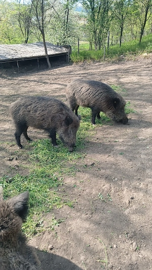 Porci mistreti, pui de mistret.  - imagine 2