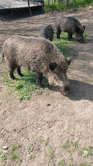 Porci mistreti, pui de mistret. 