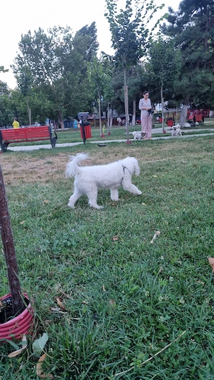adoptie catelusa Bichon Maltez inalt 4 ani  - imagine 3