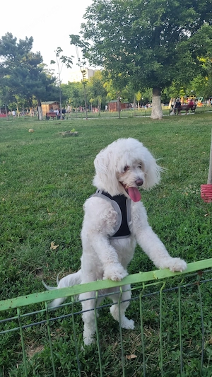 adoptie catelusa Bichon Maltez inalt 4 ani 