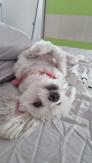 adoptie catelusa Bichon Maltez inalt 4 ani  - imagine 5