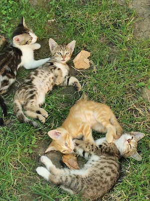 pui de pisică 