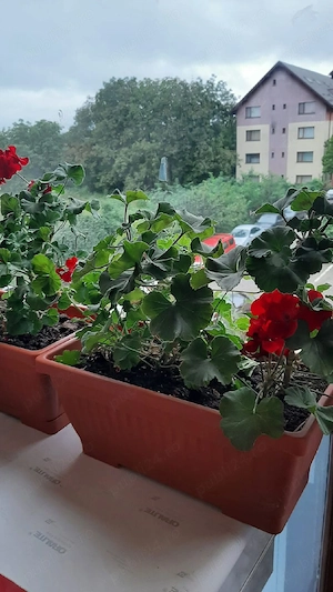 Dacă doriți să respirați aerul curat in  Gradina cu Magnolii.