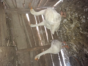 Familie gâște albe 2+1