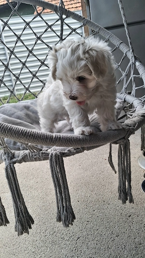 Bichon baietel jucăuș 