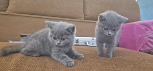 Doi ursuleți British Shorthair își caută familii iubitoare! 