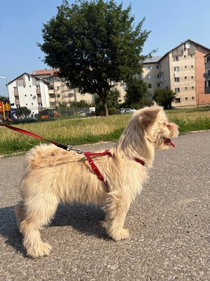 Pui de cățel - yorkshire alb cairn terrier - mascul, 5 luni, vaccinat - imagine 2