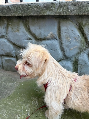 Pui de cățel - yorkshire alb cairn terrier - mascul, 5 luni, vaccinat - imagine 4