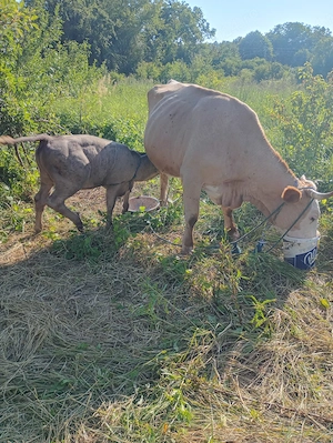 Vând vaca și vitel de (3luni)in com Fârliug, Caraș-Severin . - imagine 2