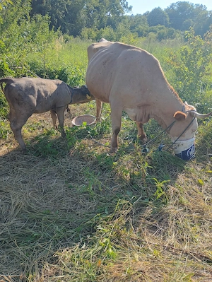 Vând vaca și vitel de (3luni)in com Fârliug, Caraș-Severin . - imagine 3