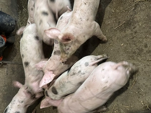 Purcei de vânzare 7 saptamani