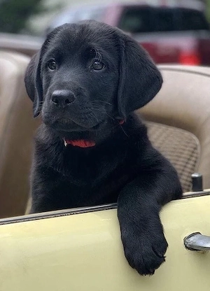 Labrador Retriever 