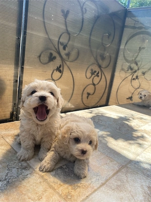 Bichon Maltez rasă pură - imagine 3