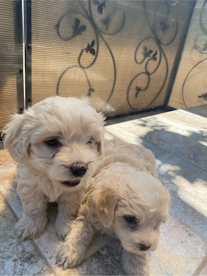 Bichon Maltez rasă pură - imagine 4