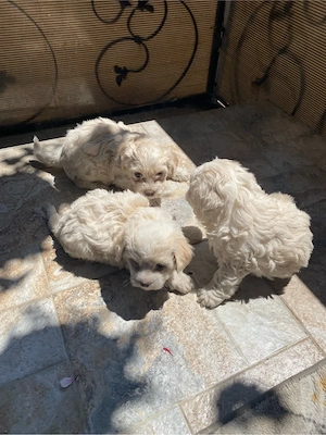 Bichon Maltez rasă pură - imagine 5