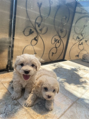Bichon Maltez rasă pură - imagine 2