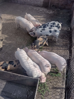 Vand Purcei de 6 saptamani