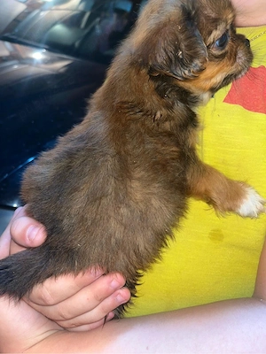 Căței pechinezi - imagine 4