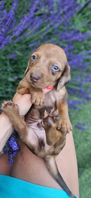 6 catelusi Dachshund  - imagine 2