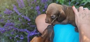 6 catelusi Dachshund  - imagine 3