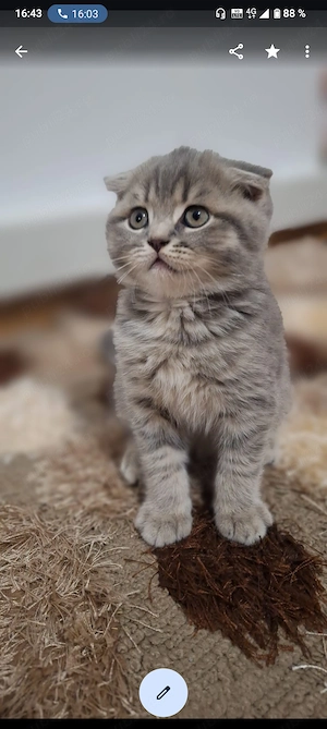 Scottish blue