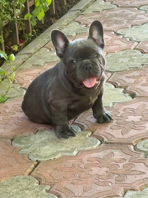 Bulldog Francez Femela pui  - imagine 4