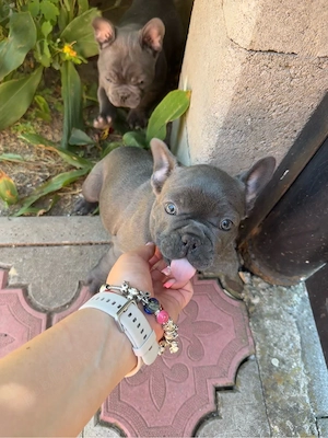 Bulldog Francez Femela pui  - imagine 3